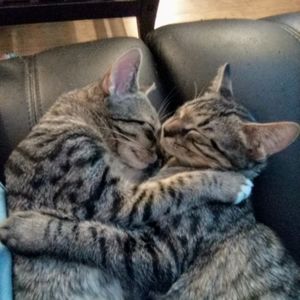 Meet your Posher, Grayson francis